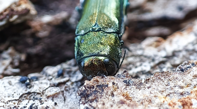 Agrilus biguttatus - kétpettyes karcsúdíszbogár