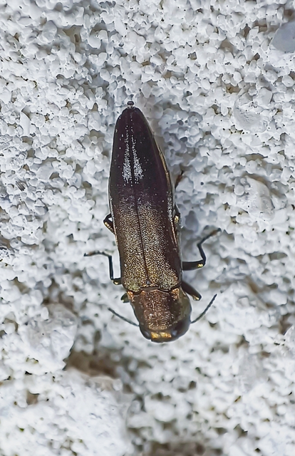 Agrilus hastulifer - ólmosfényű karcsúdíszbogár