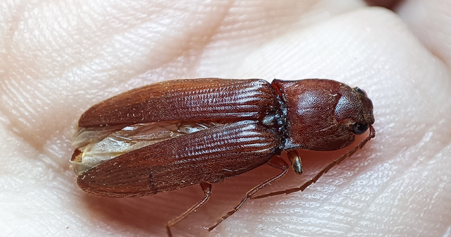 Stenagostus rufus - nagy pattanó