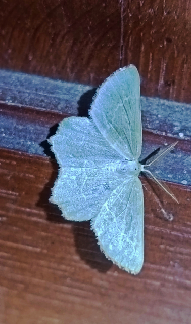 Thalera fimbrialis - csipkésszélű zöldaraszoló
