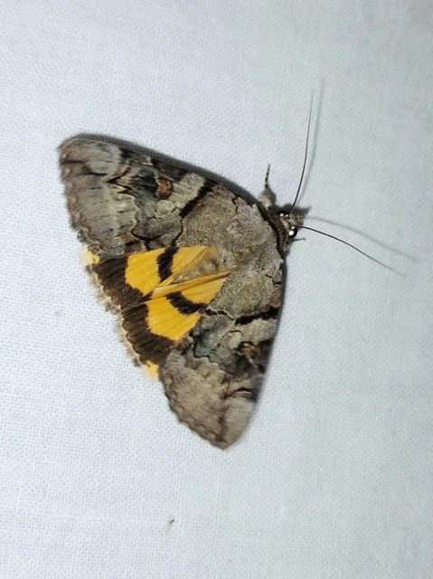 Catocala hymenaea - kökény-övesbagoly