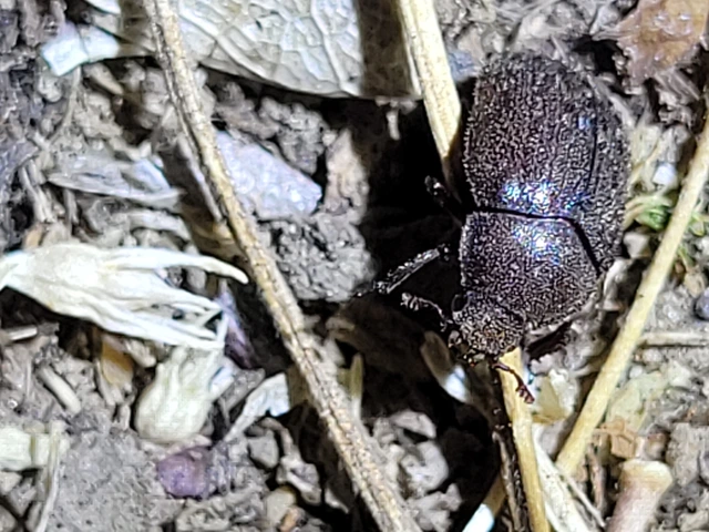 Aesalus scarabaeoides - szőrös szarvasbogár