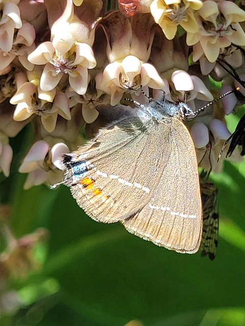 Satyrium spini - kökény-csücsköslepke