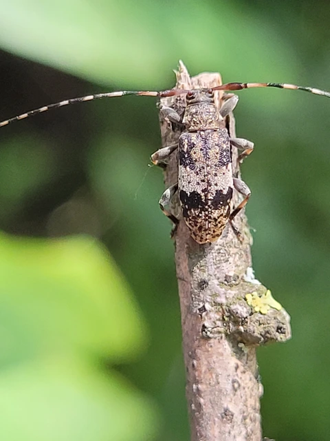 Leiopus nebulosus - öves gesztcincér