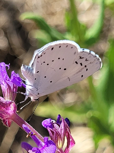 Celastrina argiolus - bengeboglárka