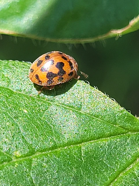 Subcoccinella vigintiquatuorpunctata - lucernaböde