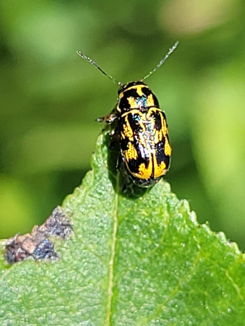 Pachybrachis