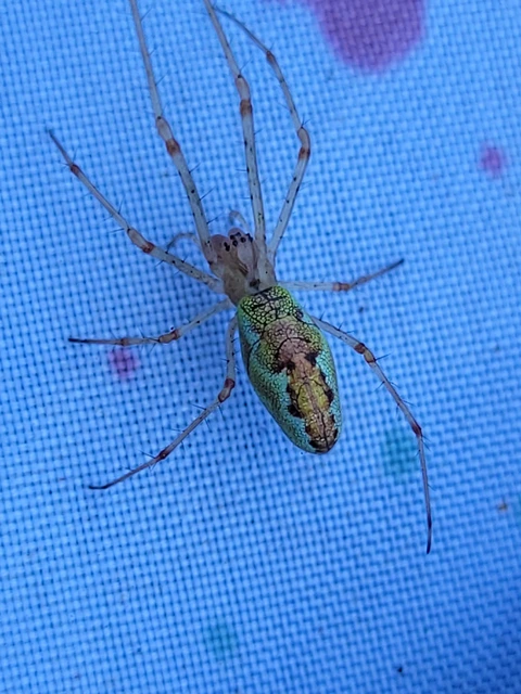 Tetragnatha