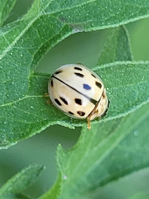 Propylea quatuordecimpunctata - tizennégypettyes füsskata