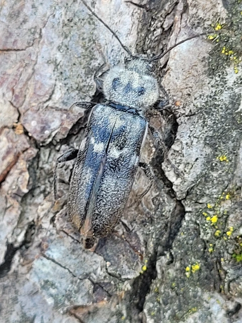 Hylotrupes bajulus - házicincér