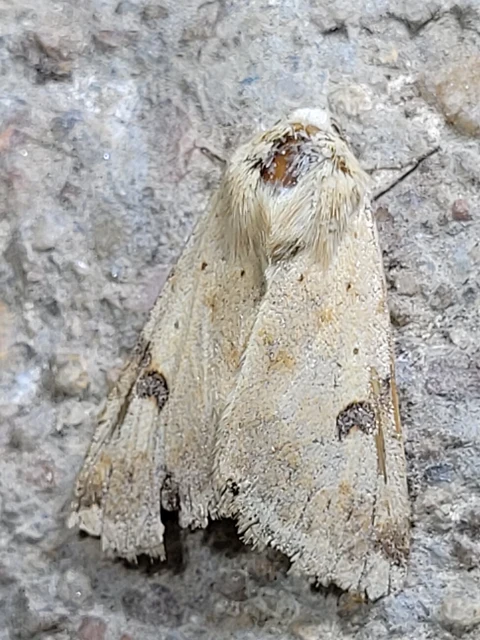 Heliothis peltigera - nagy veteménybagoly