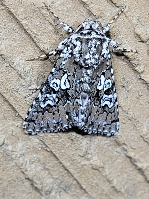 Lamprosticta culta - hármasfoltú bagoly