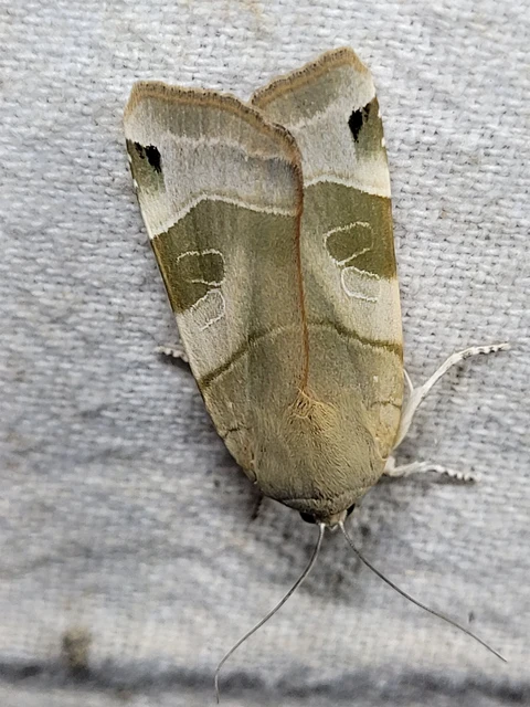 Noctua fimbriata - szélessávú sárgafűbagoly