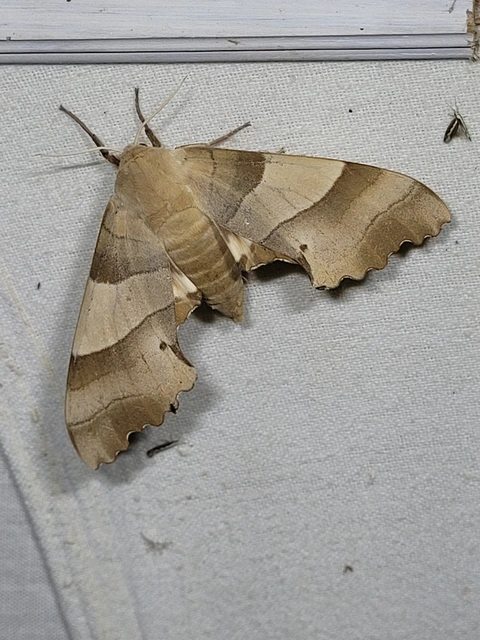 Marumba quercus - tölgyfaszender
