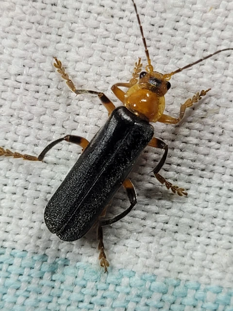 Cantharis livida - mezei lágybogár