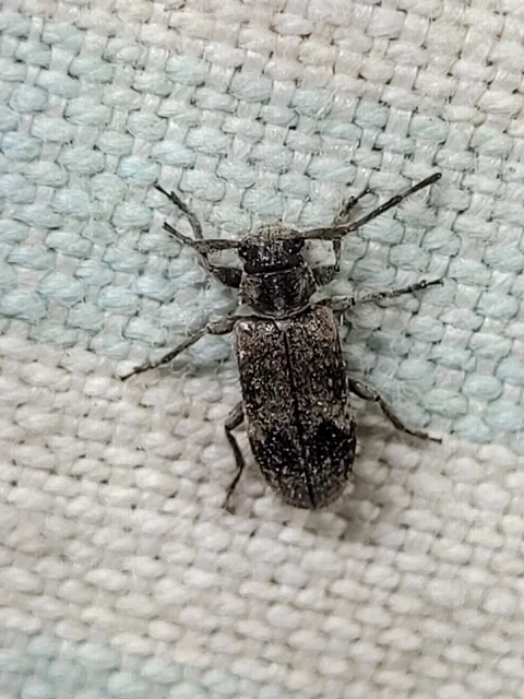 Exocentrus adspersus - tölgyfa-rőzsecincér