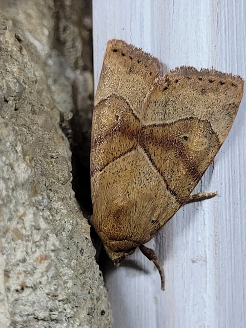 Cosmia trapezina - közönséges lombbagoly