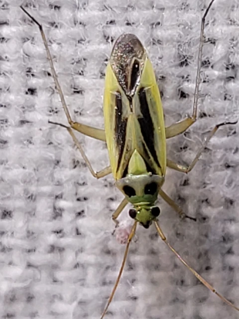 Stenotus binotatus - kétfoltos mezeipoloska