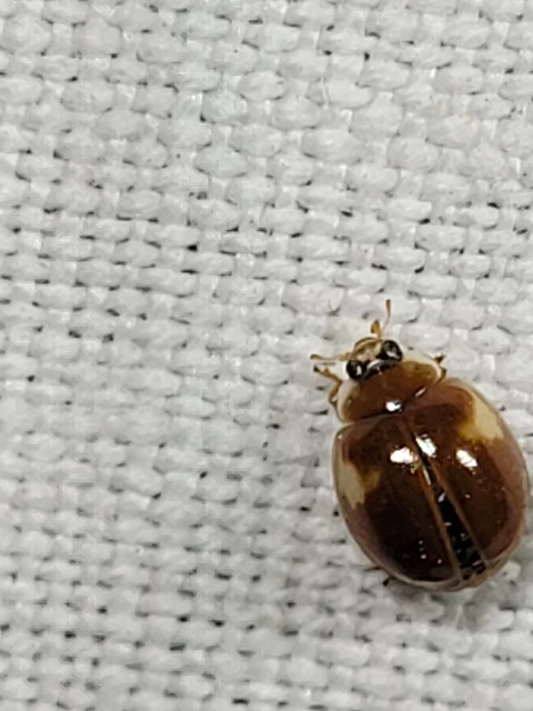 Adalia decempunctata - tízpettyes katica
