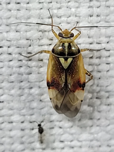 Lygus pratensis - változó mezeipoloska