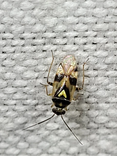 Orthops