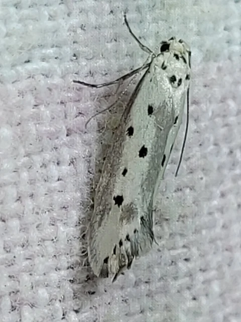 Ethmia terminella - hatpettyes feketemoly