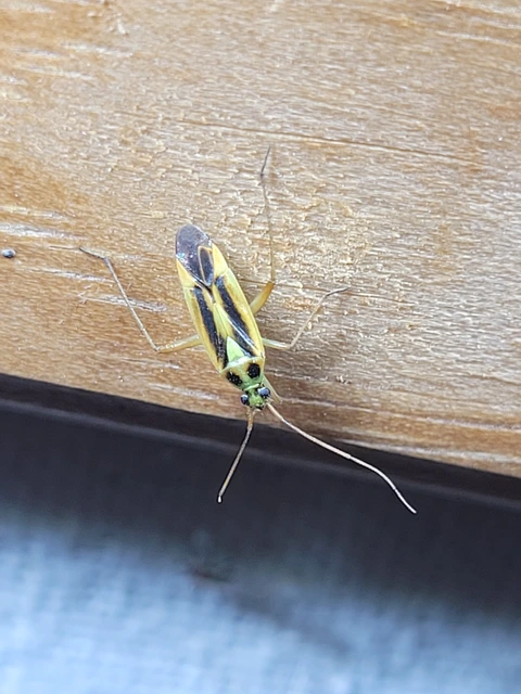 Stenotus binotatus - kétfoltos mezeipoloska