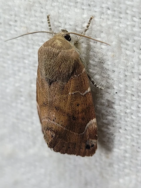 Cosmia affinis - barna lombbagoly