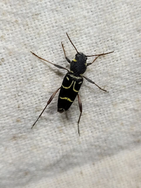Xylotrechus antilope - fürge darázscincér