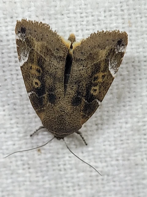 Cosmia affinis - barna lombbagoly
