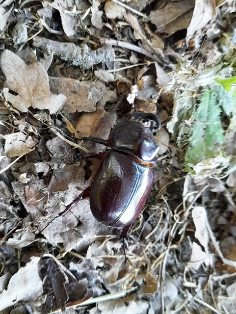 Oryctes nasicornis - orrszarvú bogár