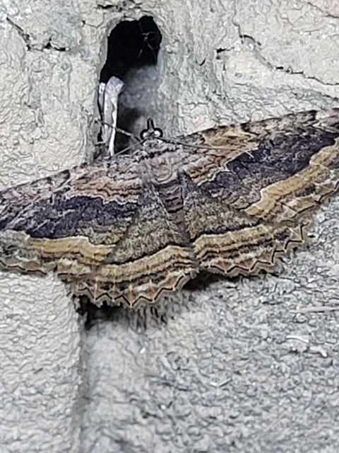 Philereme transversata - varjútövis-araszoló