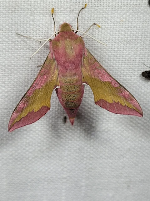 Deilephila porcellus - piros szender