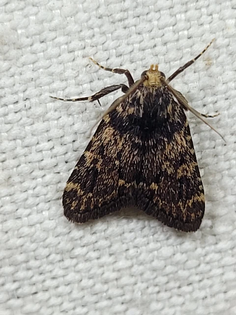 Aglossa signicostalis - hangyailonca