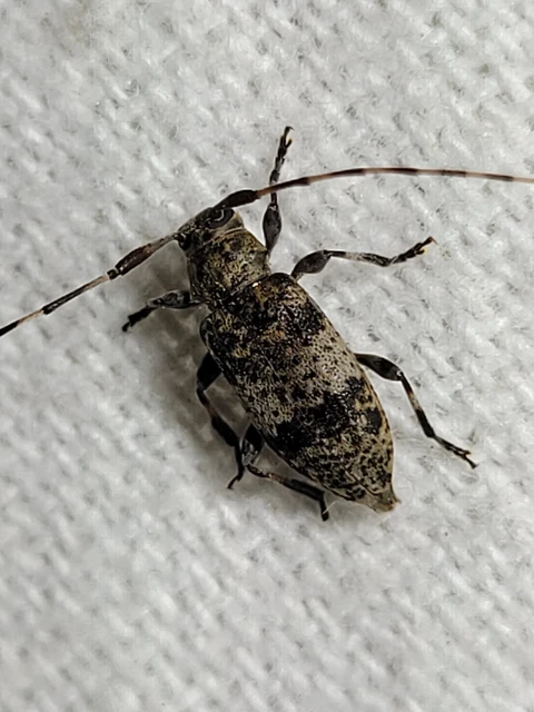Leiopus nebulosus - öves gesztcincér