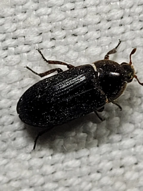 Dermestes bicolor - fészeklakó porva Dermestes bicolor - fészeklakó porva