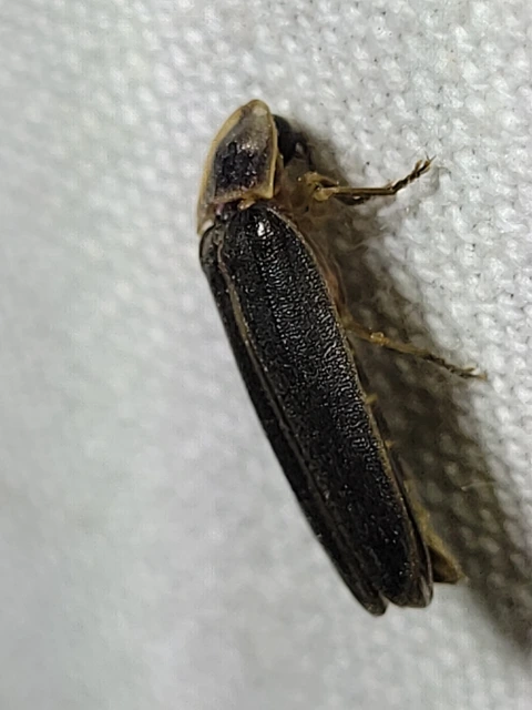 Lampyris noctiluca - nagy szentjánosbogár