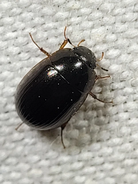 Hydrobius