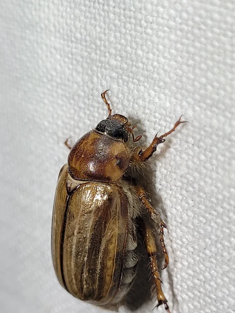 Amphimallon solstitiale - bordás sárgacserebogár