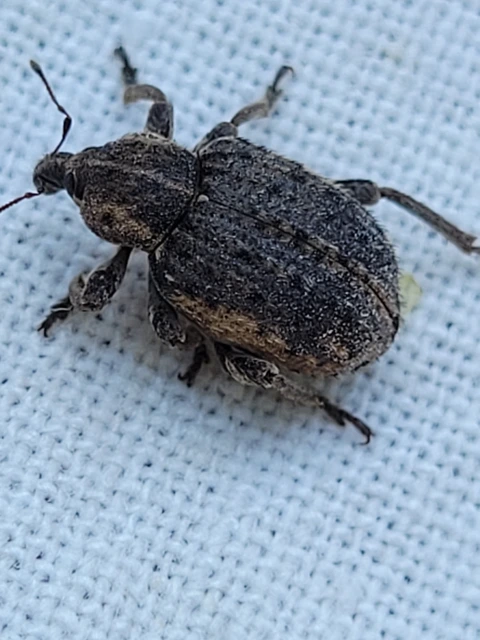 Brachypera zoilus - lucerna-gubósormányos