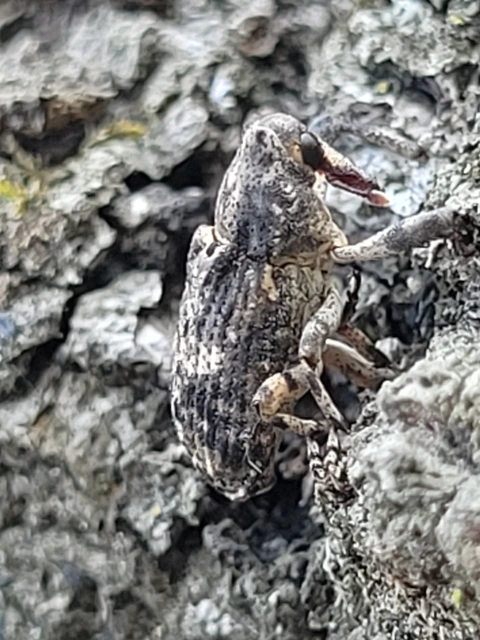 Gasterocercus depressirostris - laposorrú ormányos