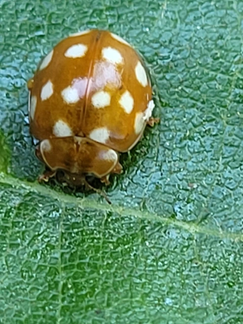 Calvia quatuordecimguttata - tizennégycseppes füsskata