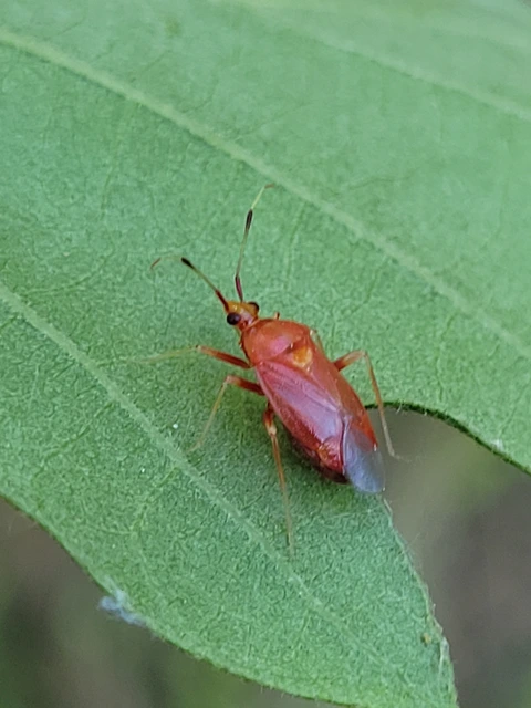Deraeocoris ruber - vöröses mezeipoloska
