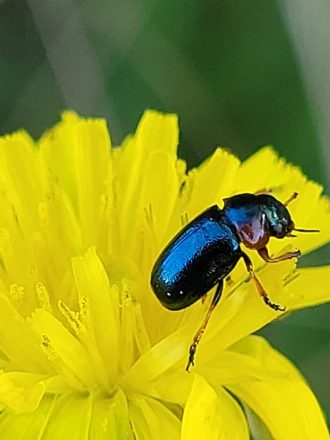 Cheilotoma musciformis - szélesfejű sztyepplevelész