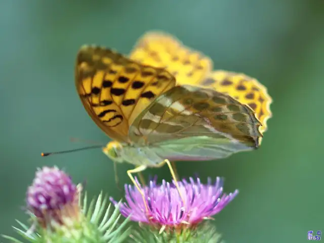 Argynnis paphia - nagy gyöngyházlepke