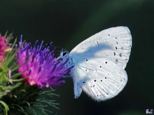 Celastrina argiolus - bengeboglárka
