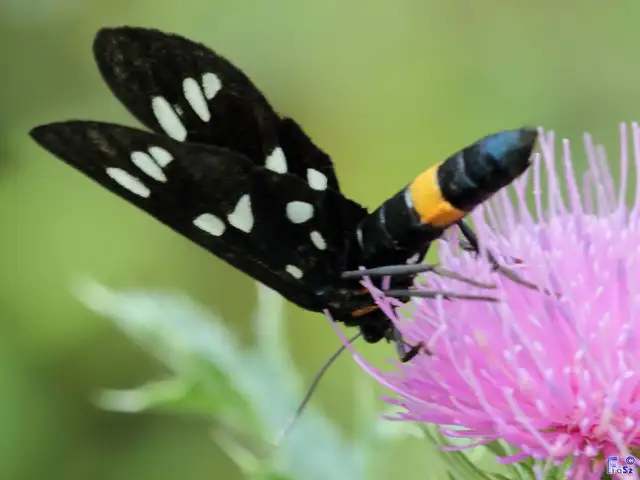 Amata phegea - fehérpettyes álcsüngőlepke