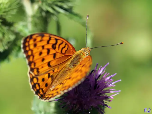 Argynnis adippe - ezüstös gyöngyházlepke