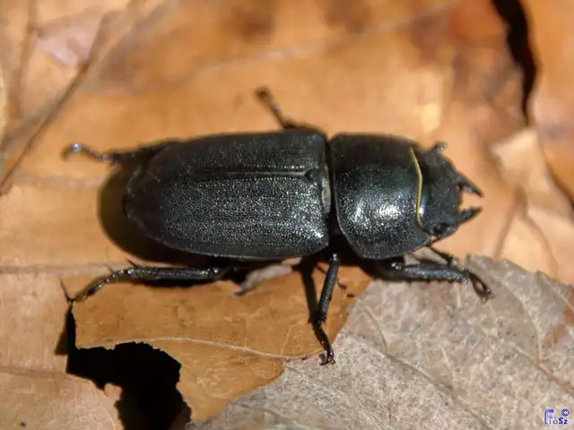 Dorcus parallelipipedus - kis szarvasbogár