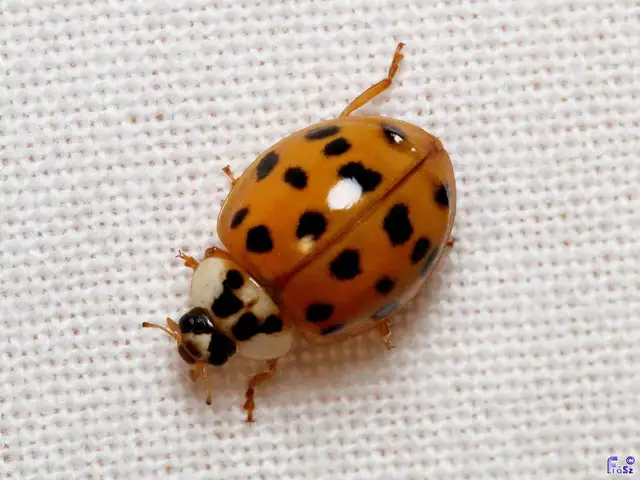 Harmonia axyridis - harlekinkatica